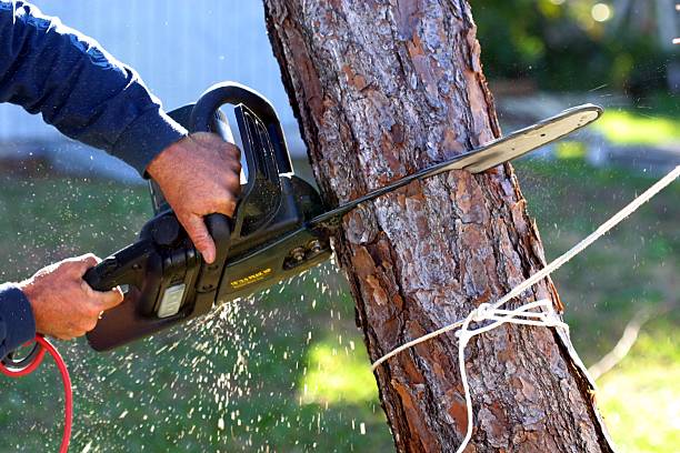 Best Fruit Tree Pruning  in Thorofare, NJ